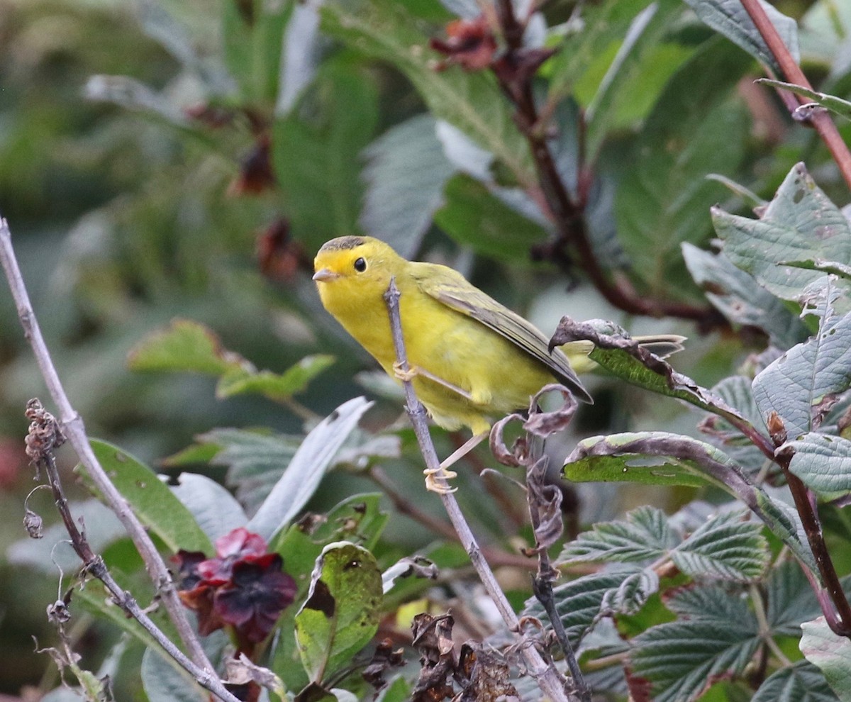 Wilson's Warbler - ML623617610