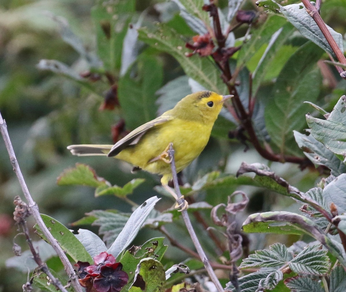 Wilson's Warbler - ML623617622