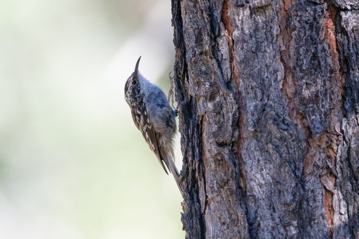 Підкоришник американський (підвид albescens/alticola) - ML623617625