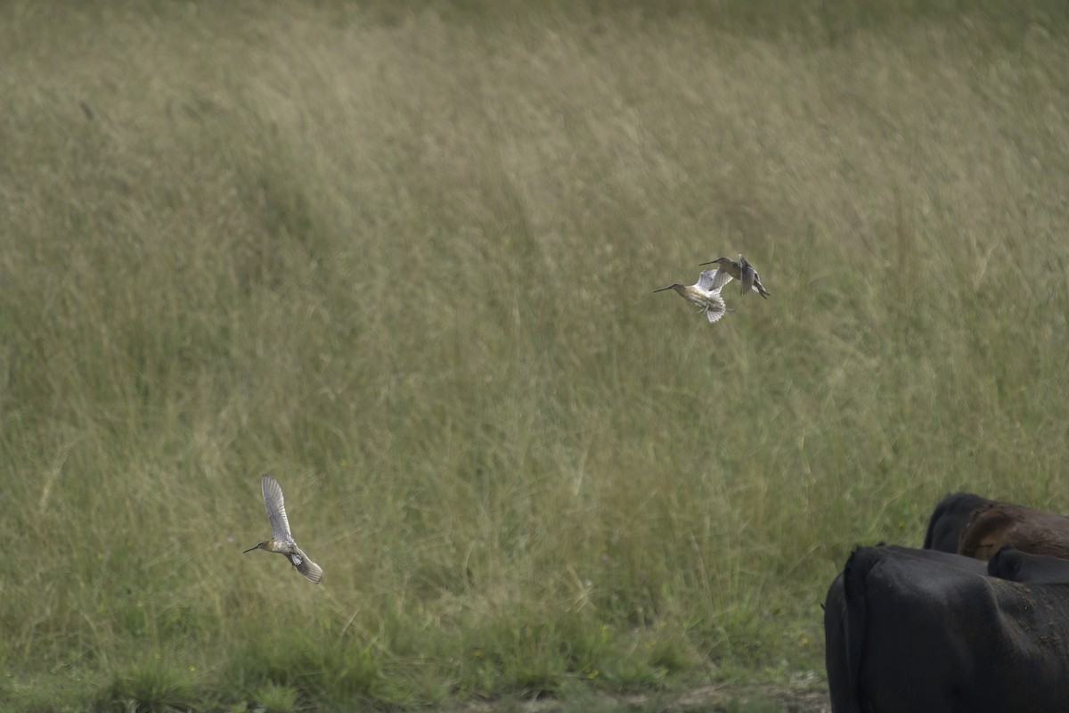 Short-billed Dowitcher - ML623617636