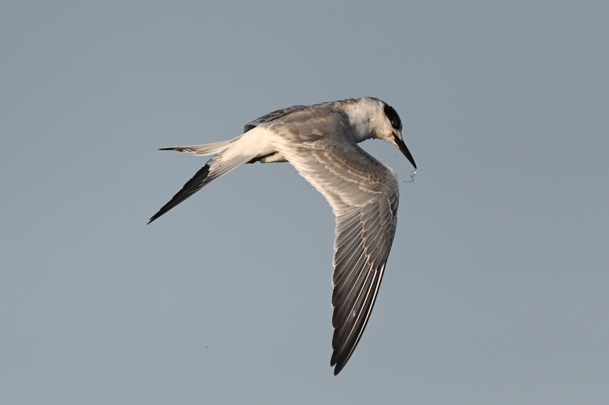 Forster's Tern - ML623617668