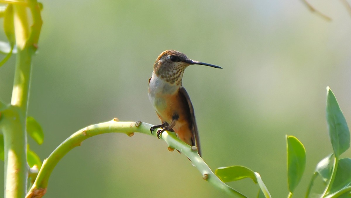 Rufous Hummingbird - ML623617671