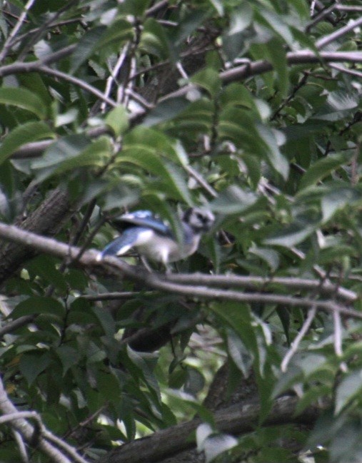 Blue Jay - ML623617694