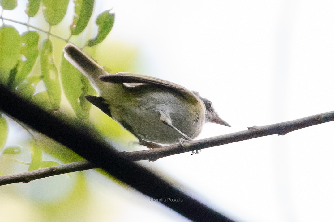 Antioquia Wren - ML623617739