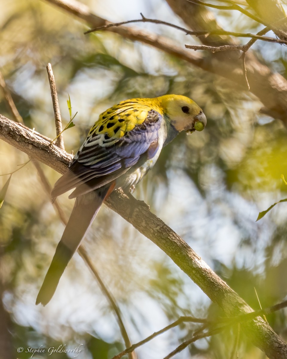 Pale-headed Rosella - ML623617742