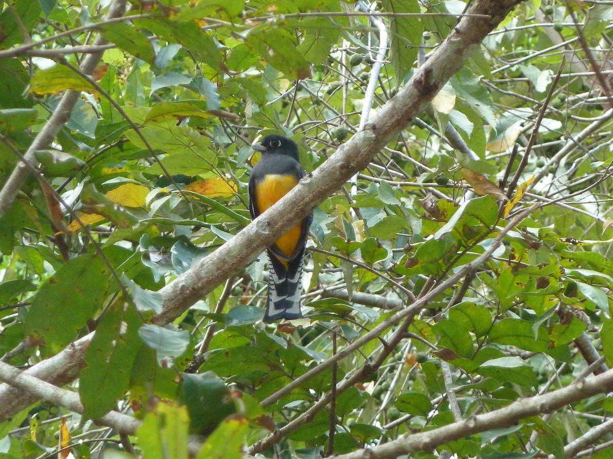 Gartered Trogon - ML623617807