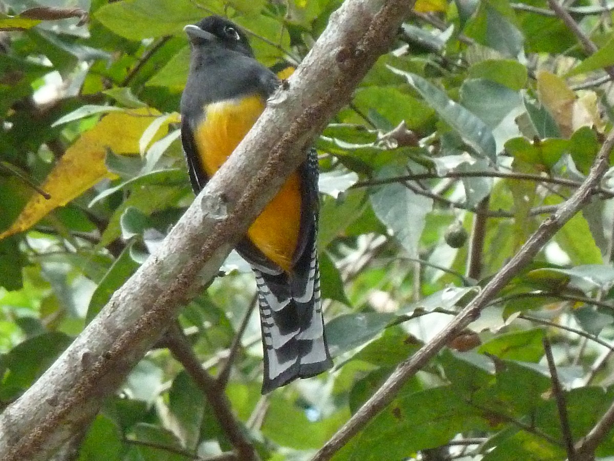 Gartered Trogon - ML623617808