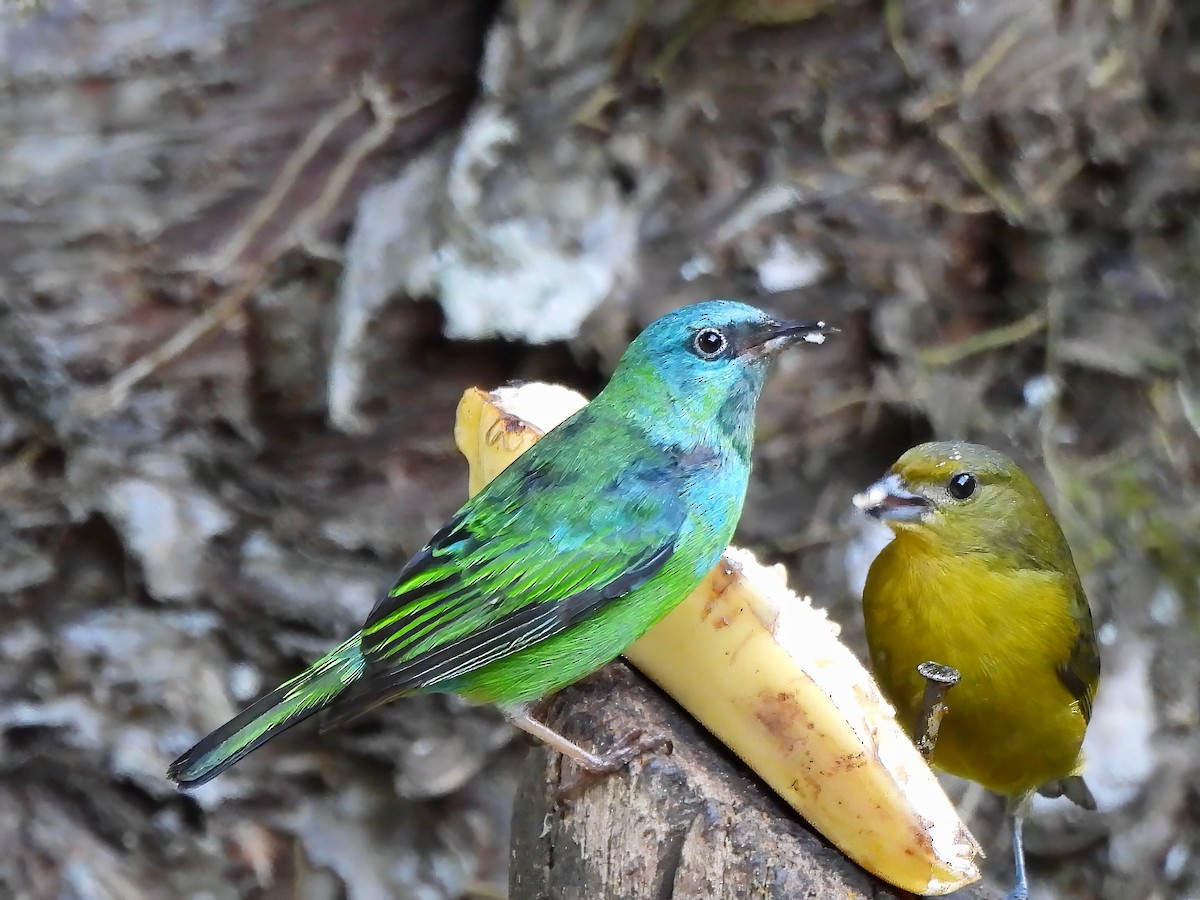 Blue Dacnis - ML623617810