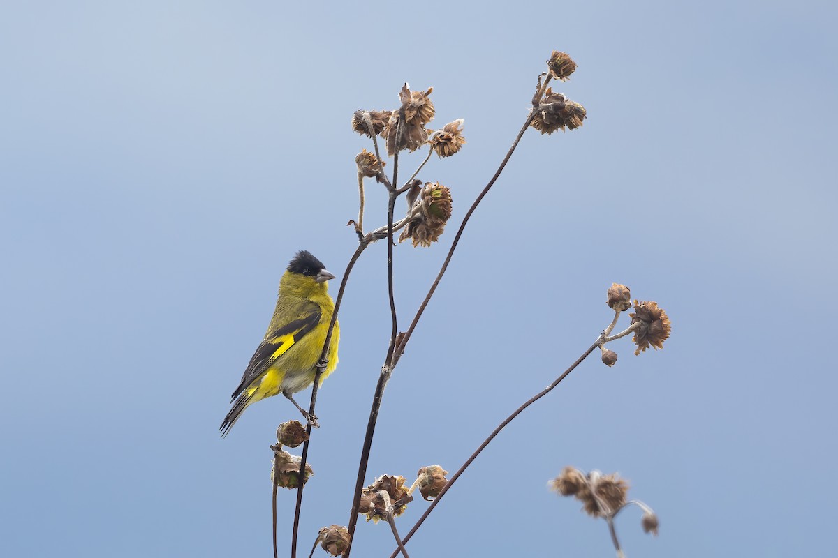 Andean Siskin - ML623617863