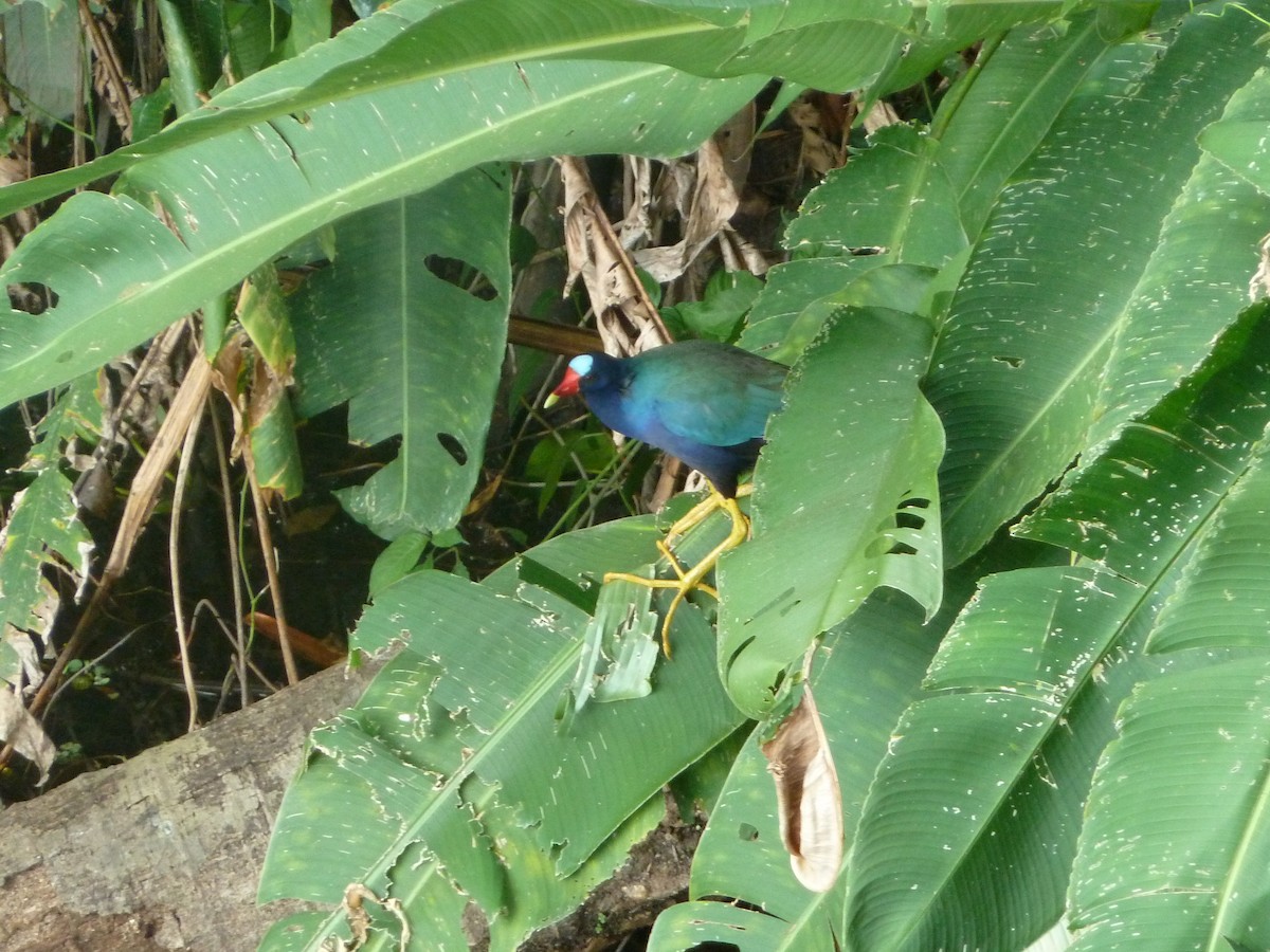 Purple Gallinule - ML623617900