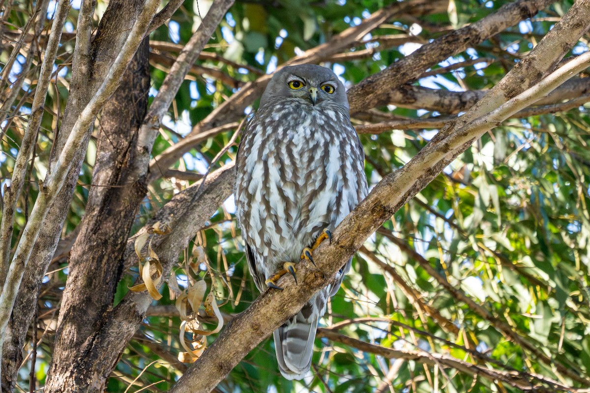 Barking Owl - ML623617979