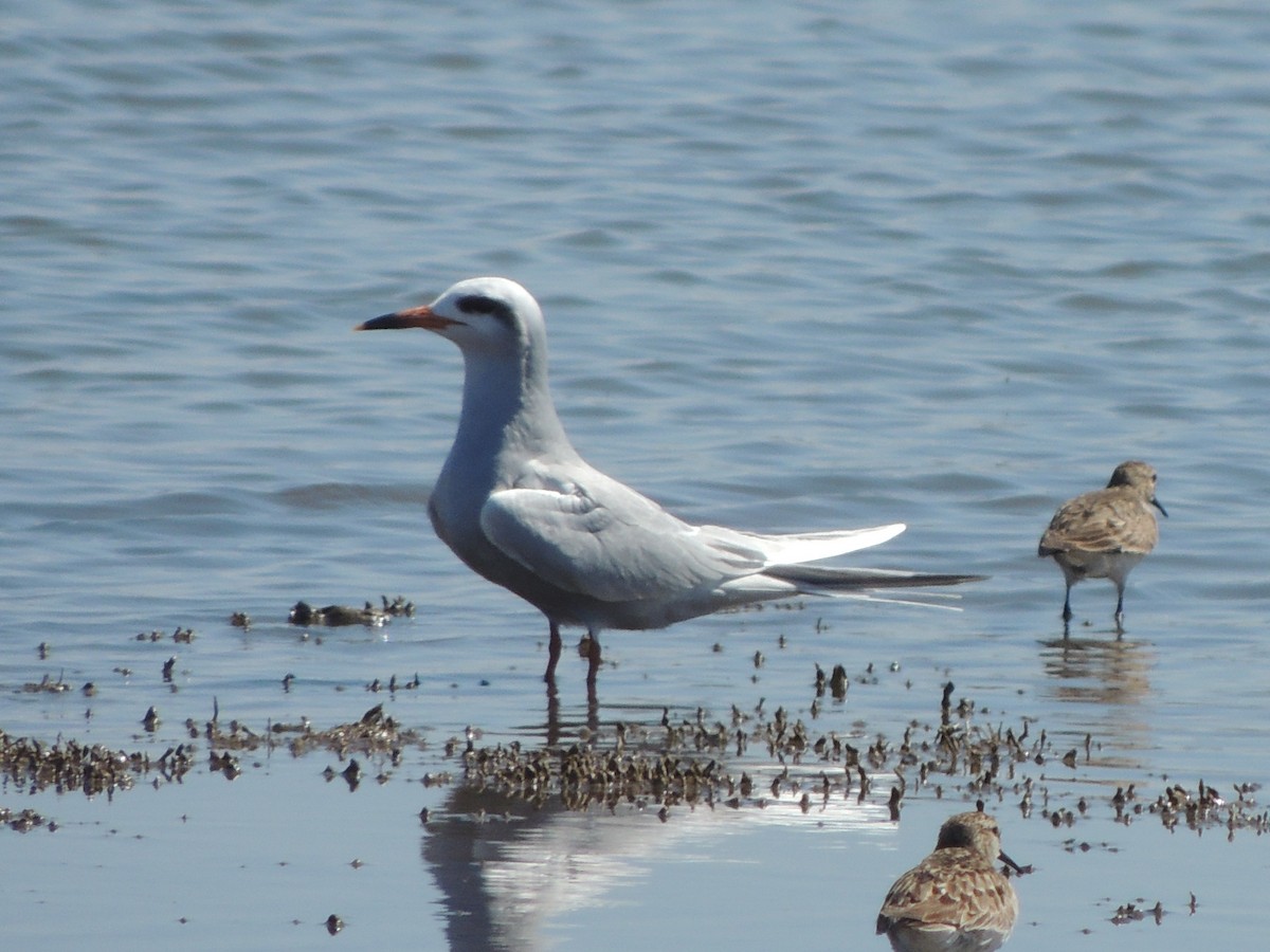 Snowy-crowned Tern - ML623617991