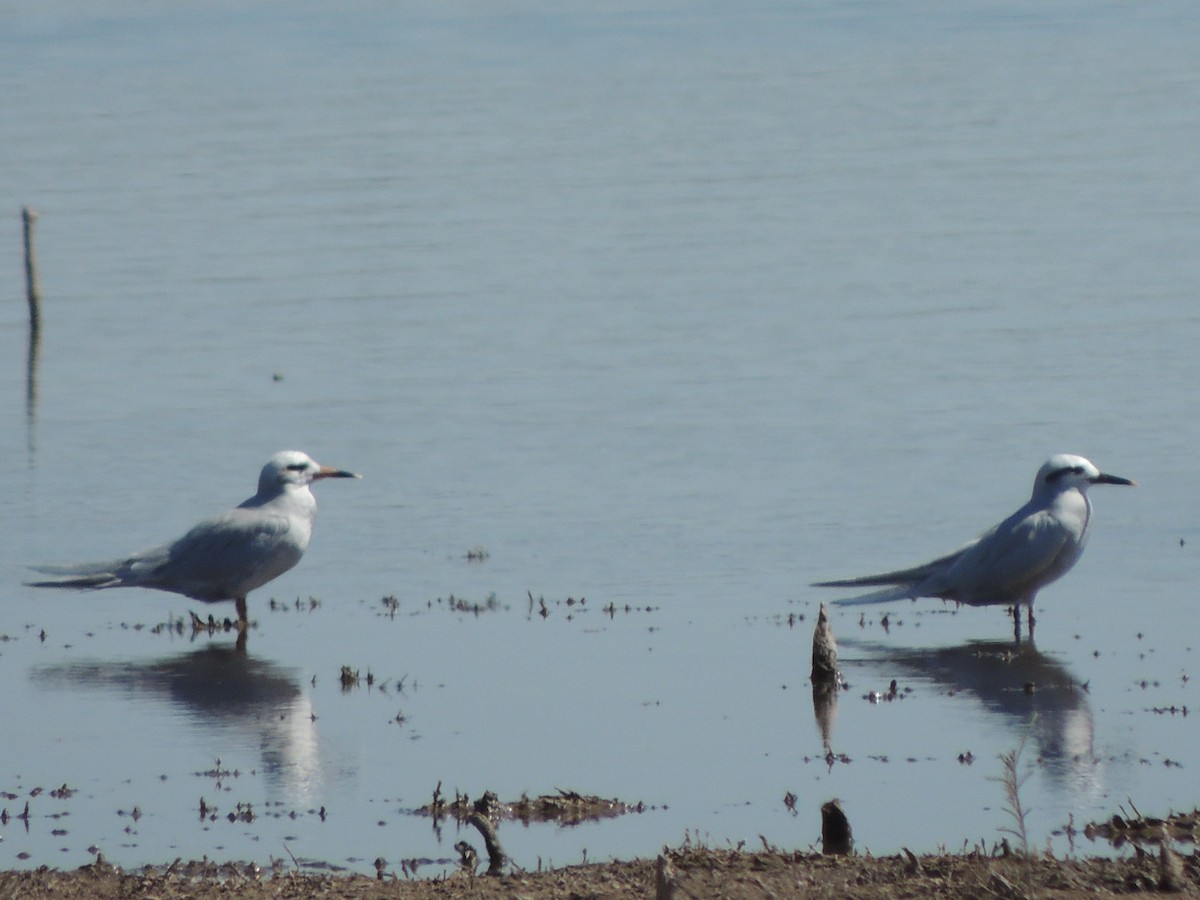 Snowy-crowned Tern - ML623618022