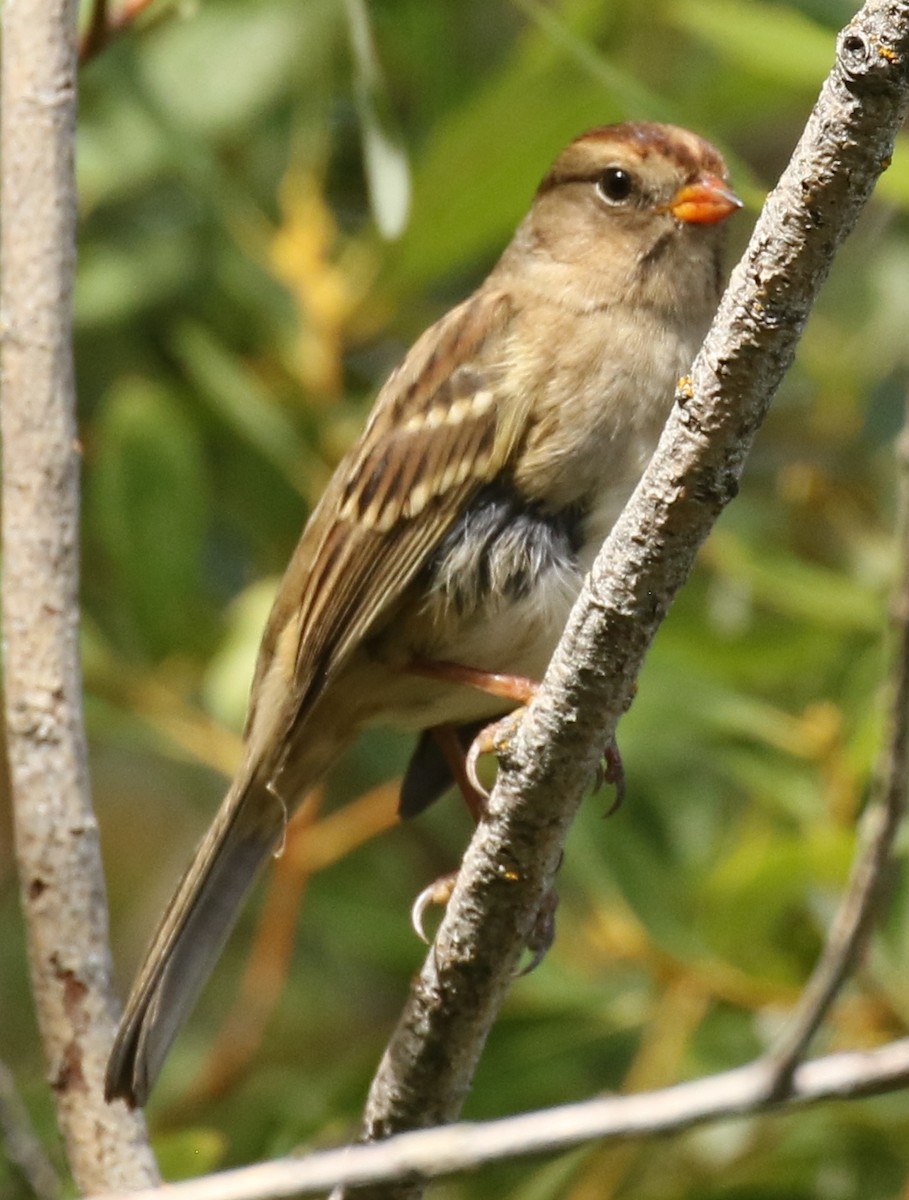 White-crowned Sparrow (Gambel's) - ML623618123