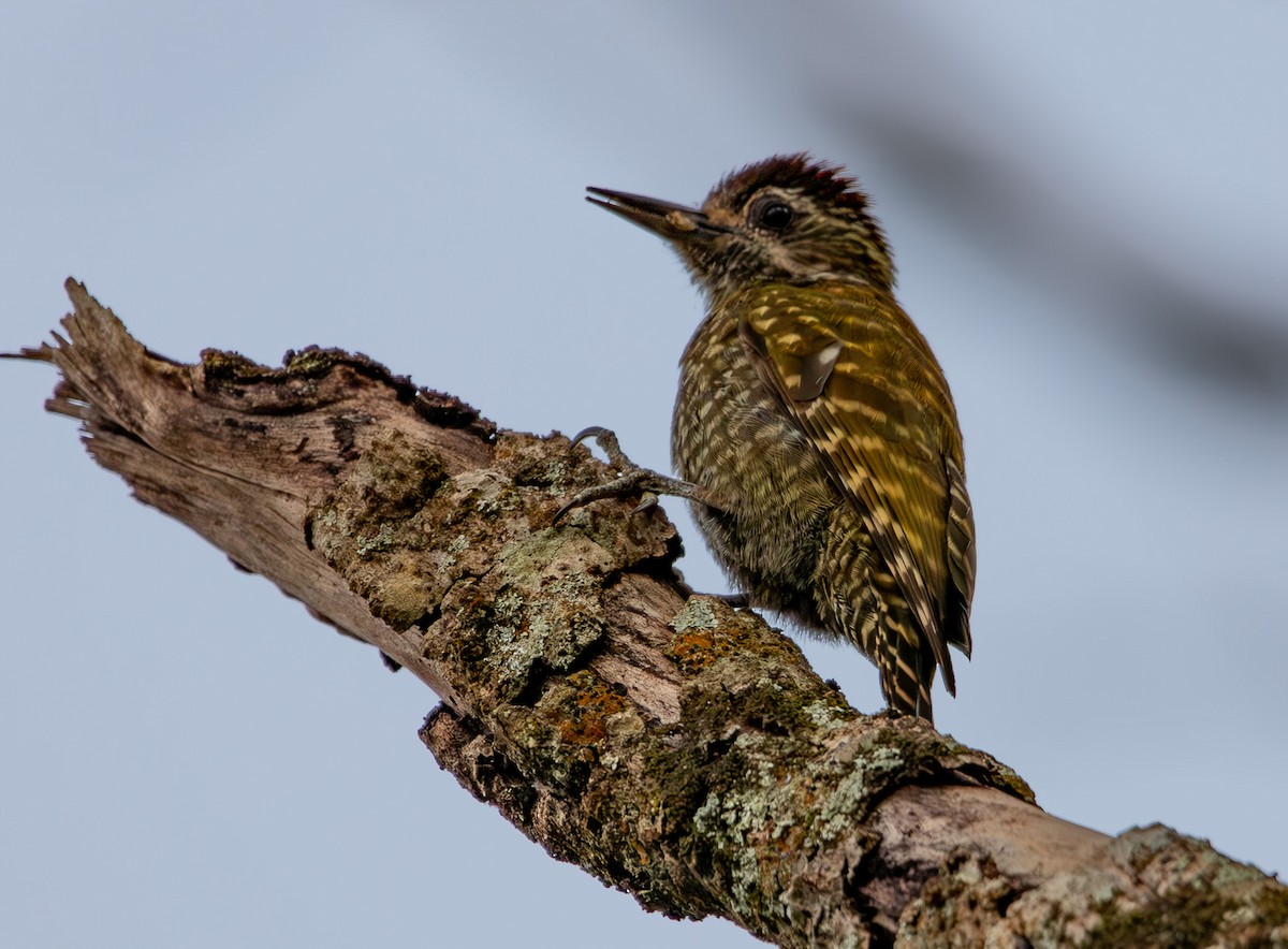 White-spotted Woodpecker - Helder Lotto