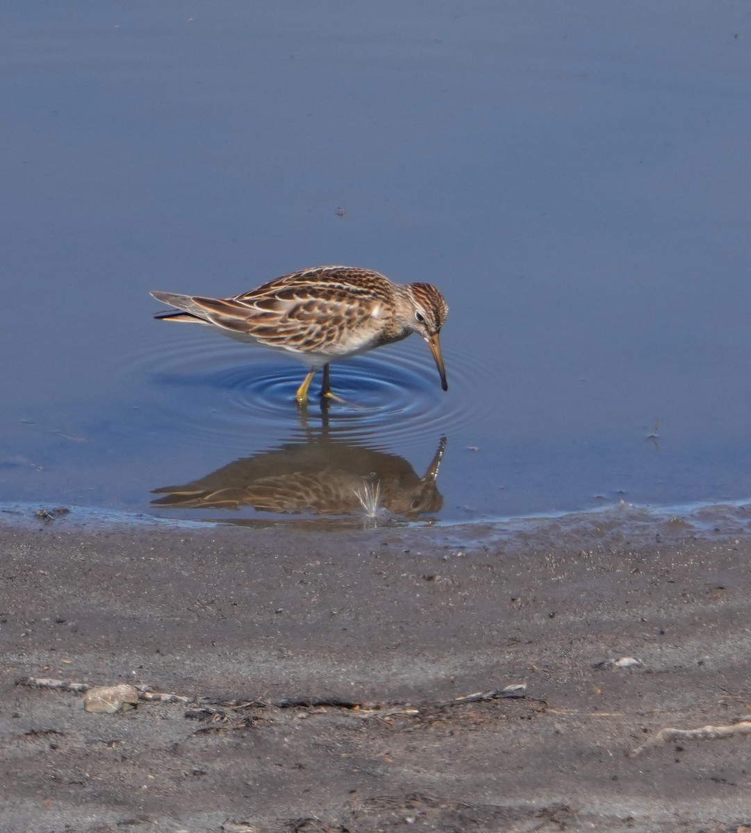 Bécasseau à poitrine cendrée - ML623618158