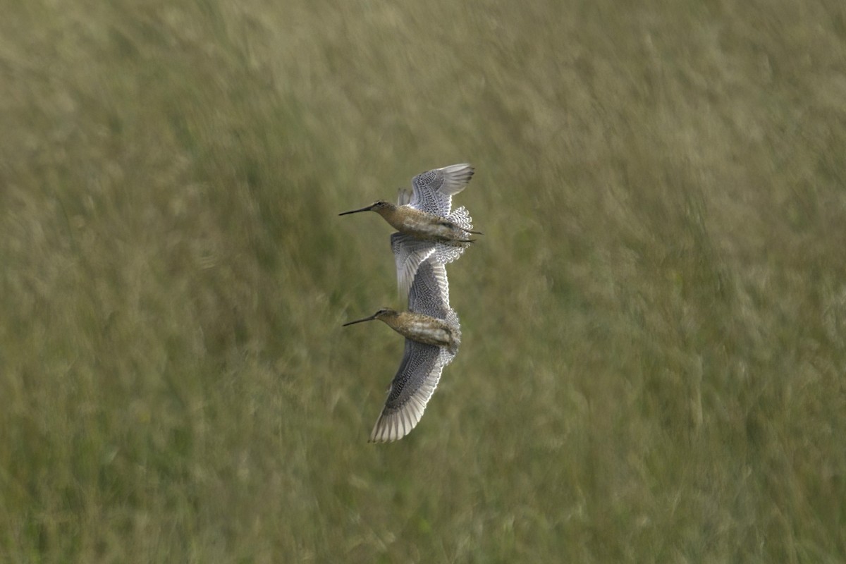 Short-billed Dowitcher - ML623618167