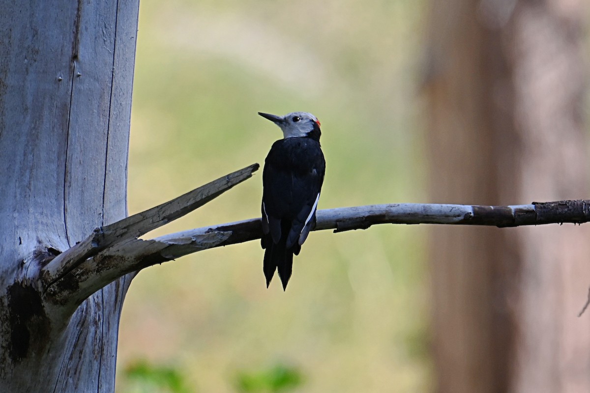 White-headed Woodpecker - ML623618191