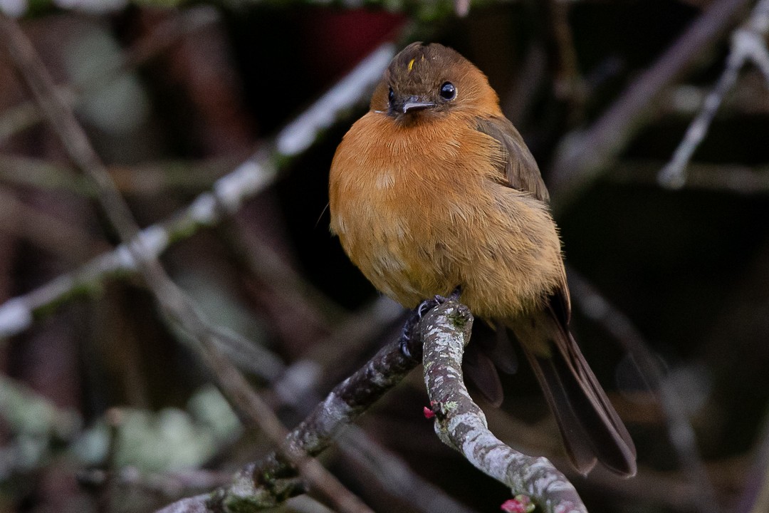 Cinnamon Flycatcher - ML623618220