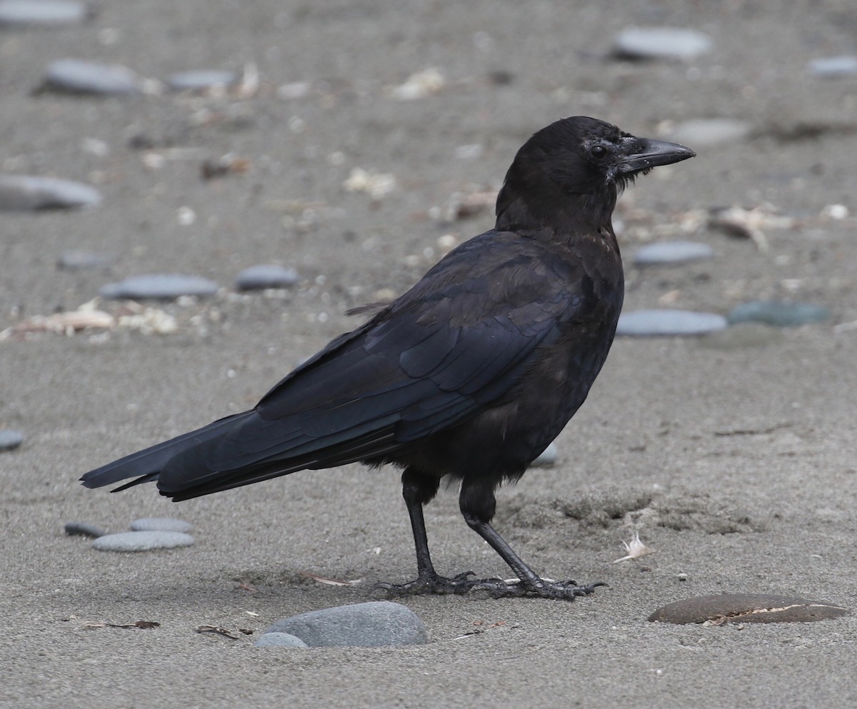 American Crow - Dan Waggoner