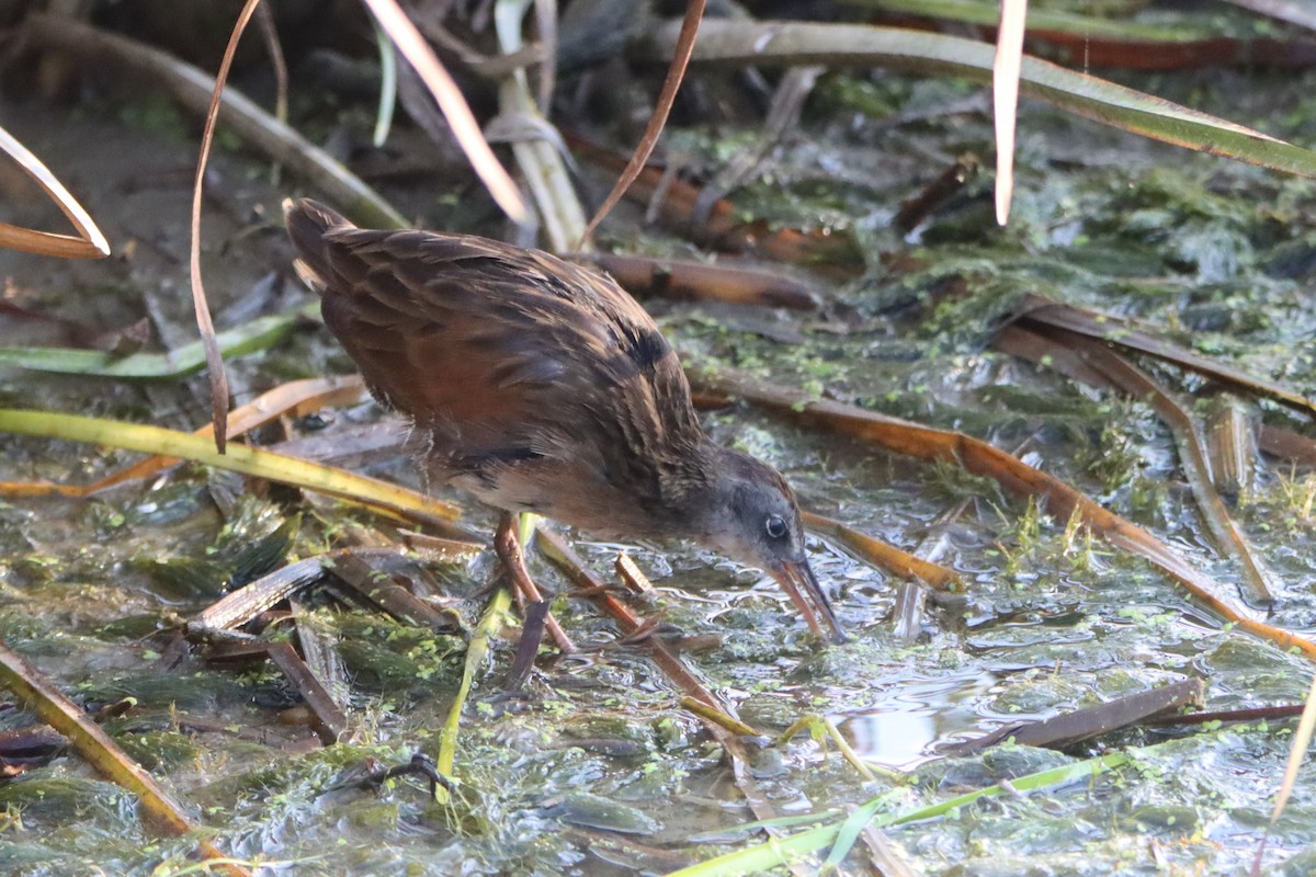 Virginia Rail - Sandy C