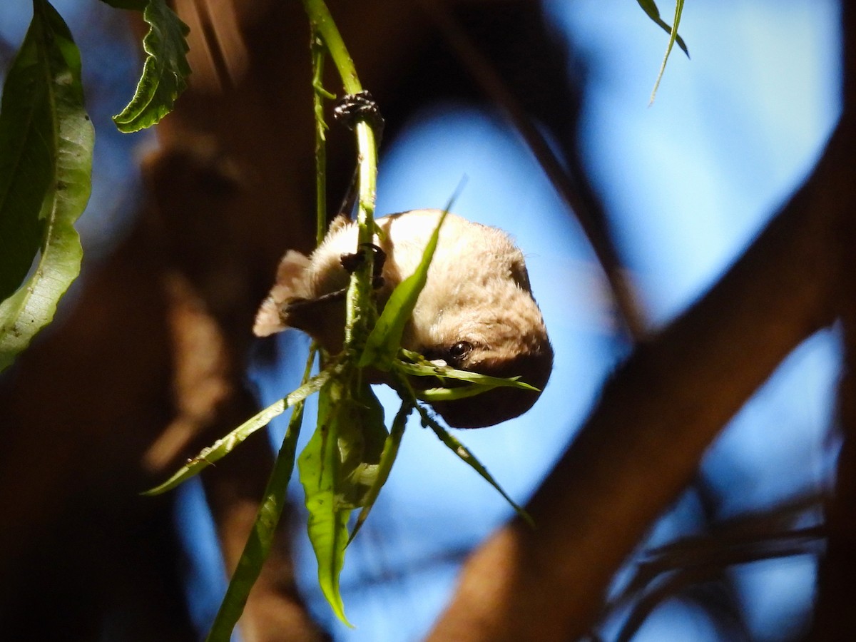 Bushtit - ML623618311