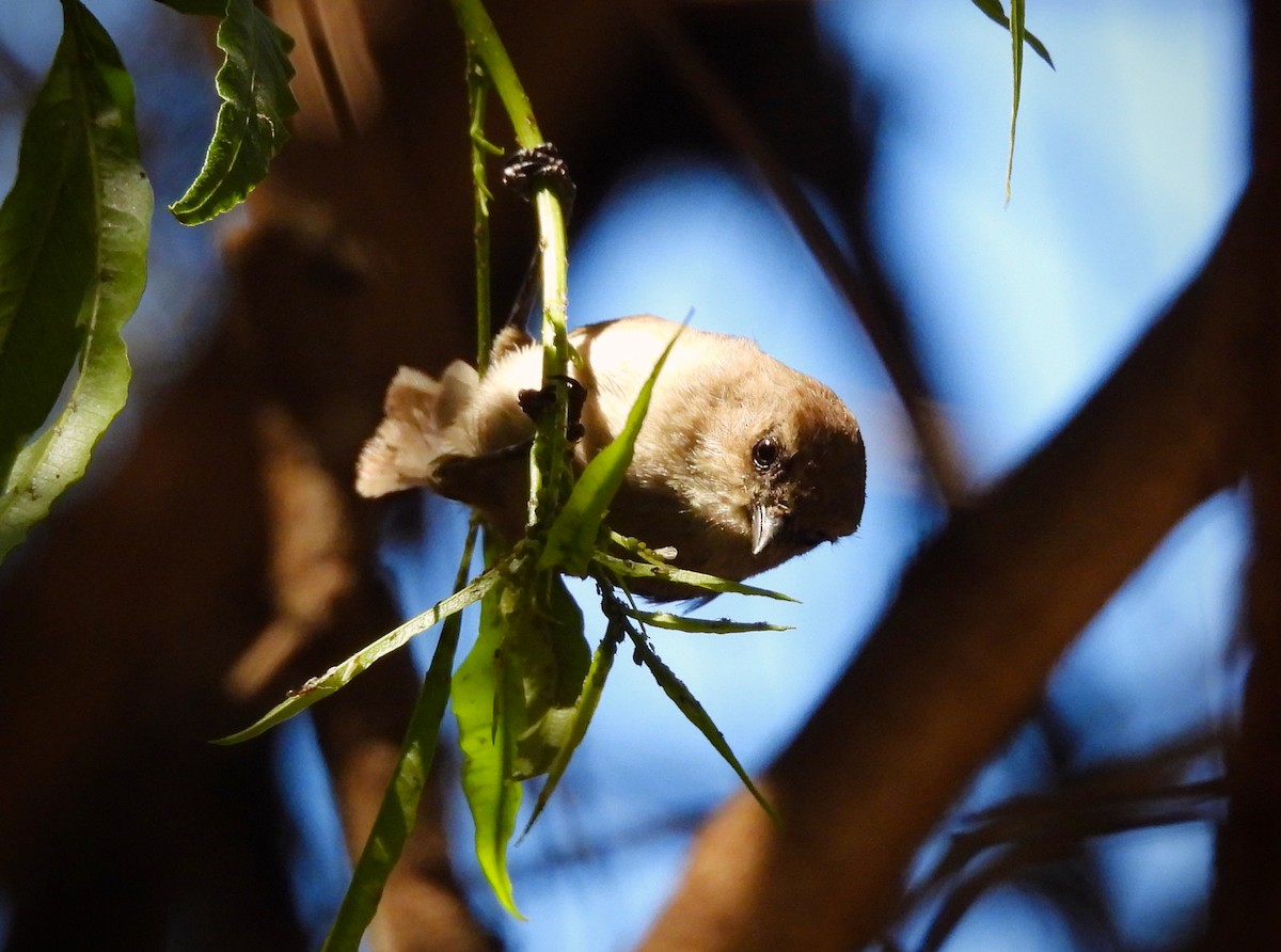 Bushtit - ML623618312