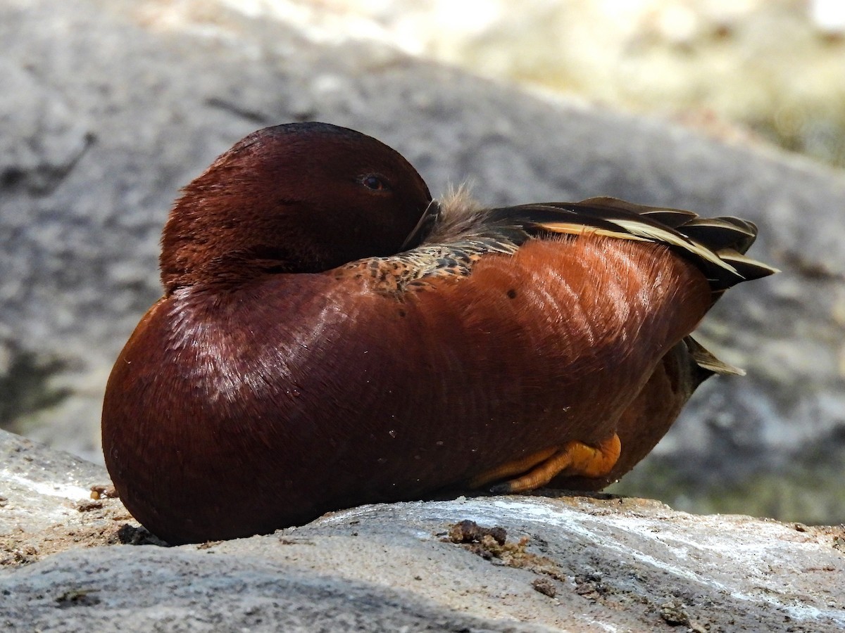 Cinnamon Teal - James Earles