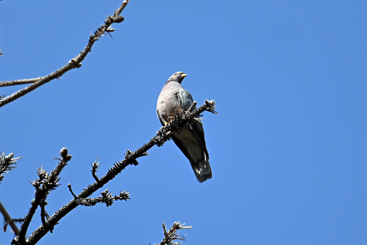 Band-tailed Pigeon - ML623618325