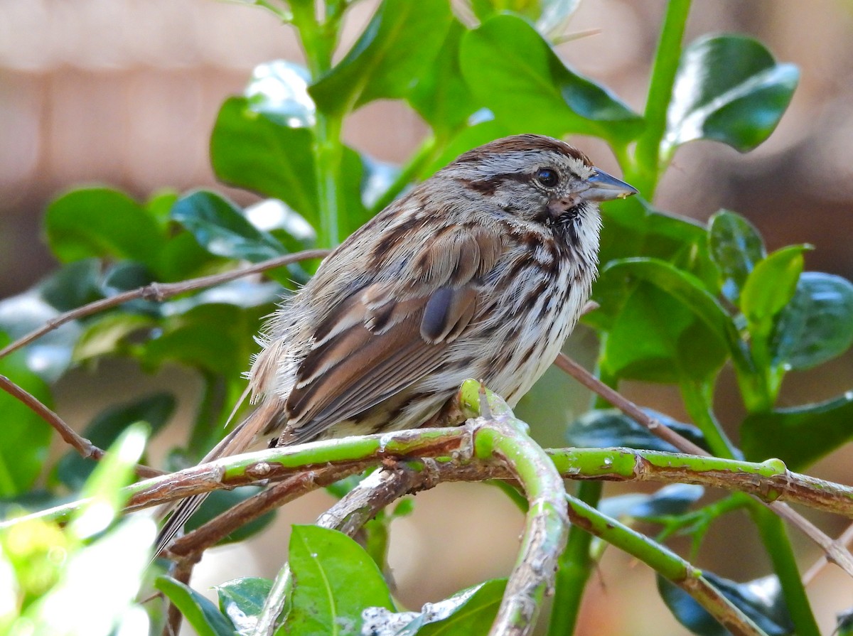 Song Sparrow - ML623618331