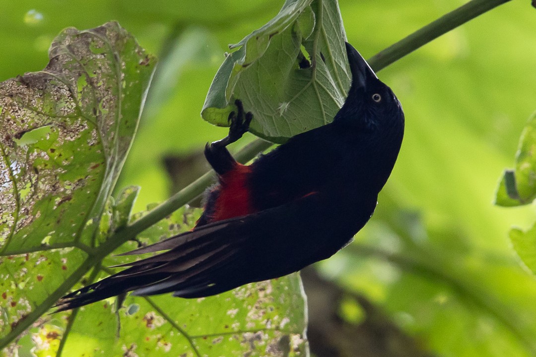 Red-bellied Grackle - ML623618333