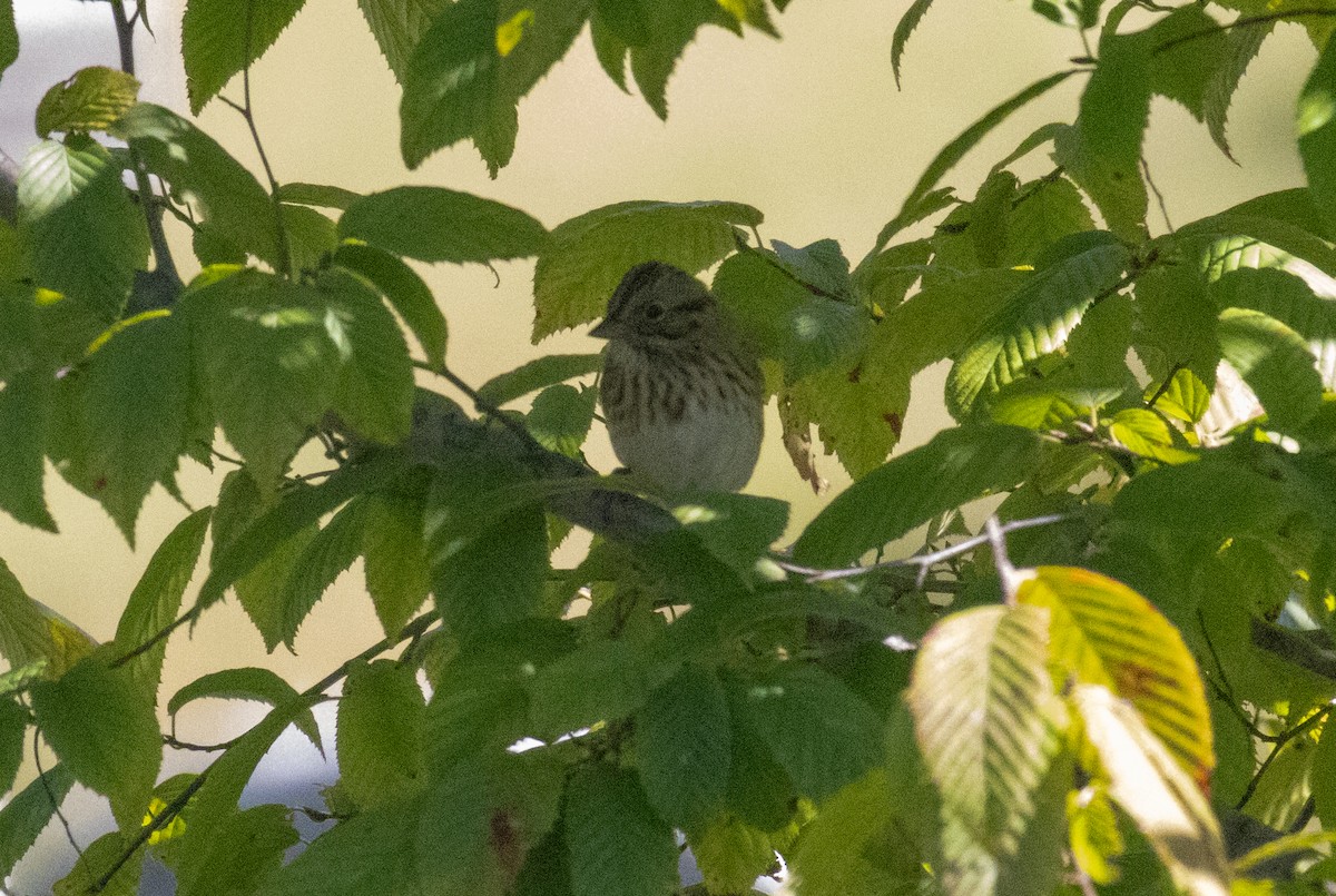 Lincoln's Sparrow - ML623618353