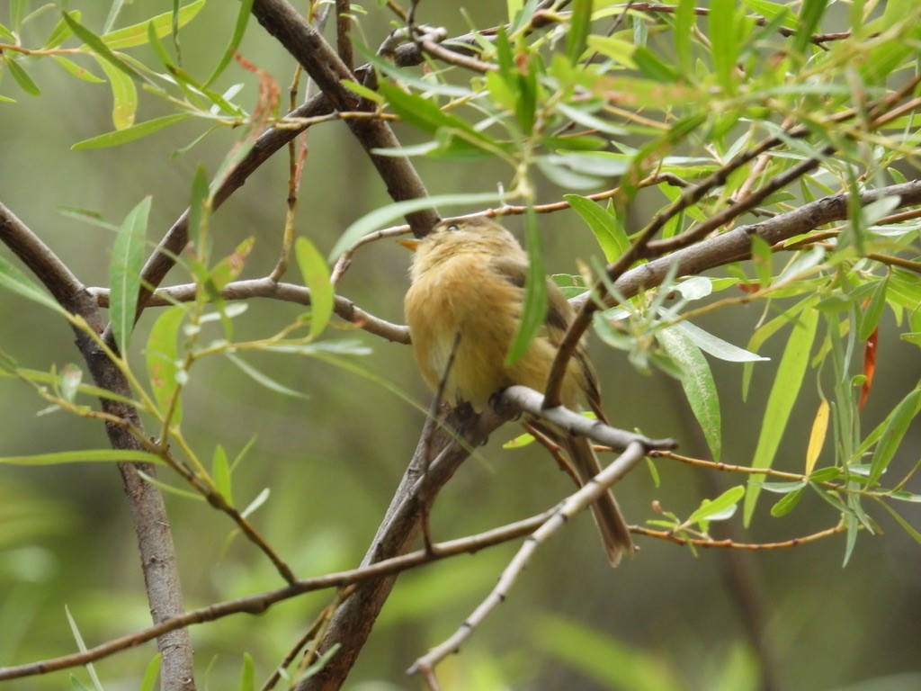 Buff-breasted Flycatcher - ML623618357