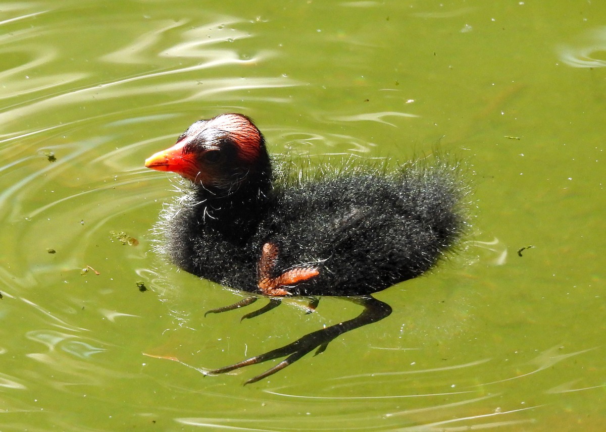 Common Gallinule - ML623618360