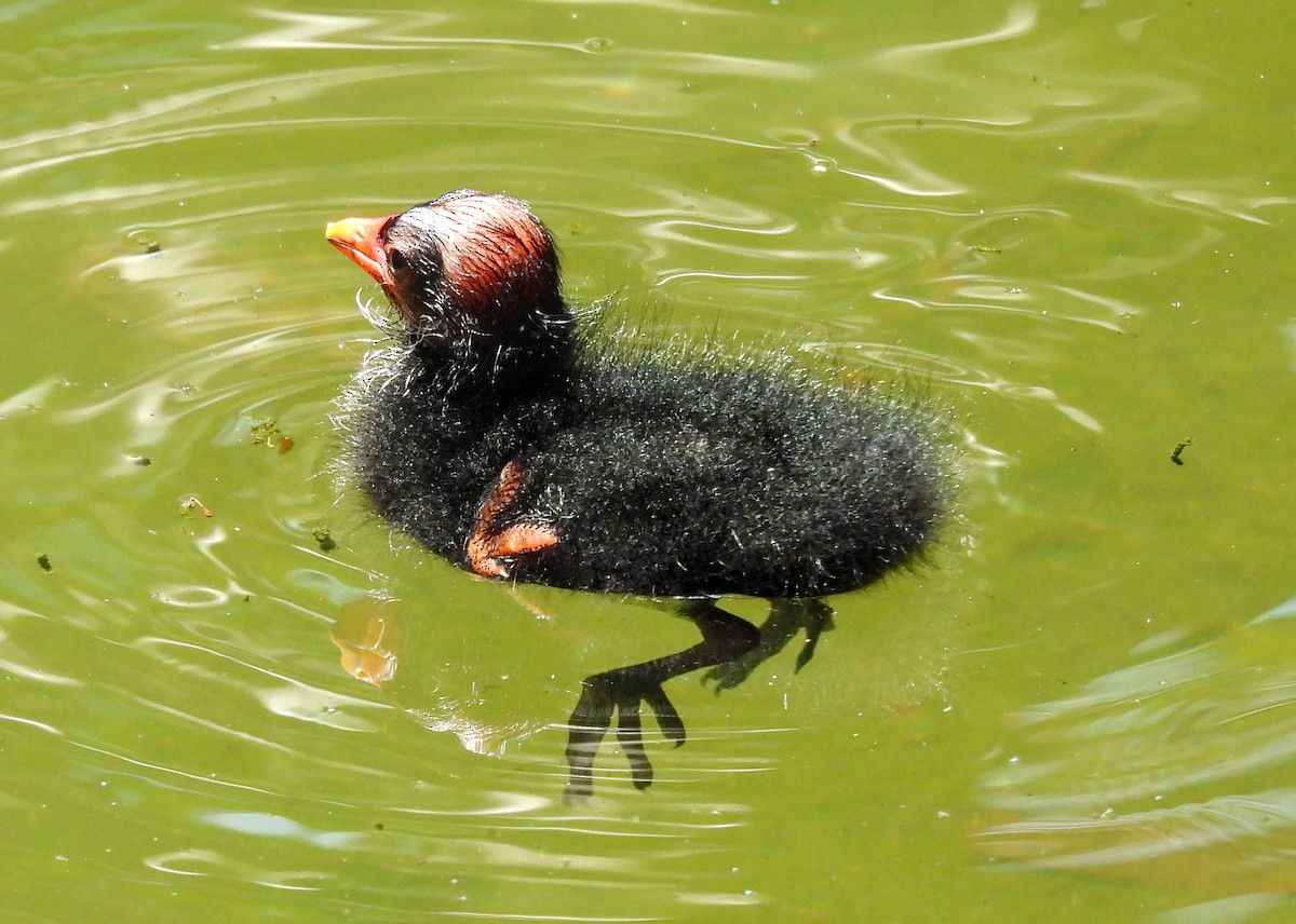 Common Gallinule - ML623618361