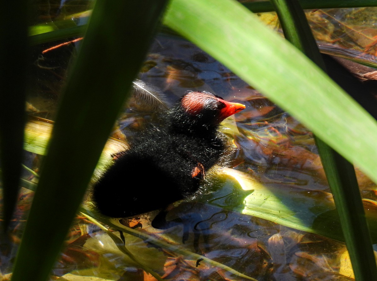 Common Gallinule - ML623618362