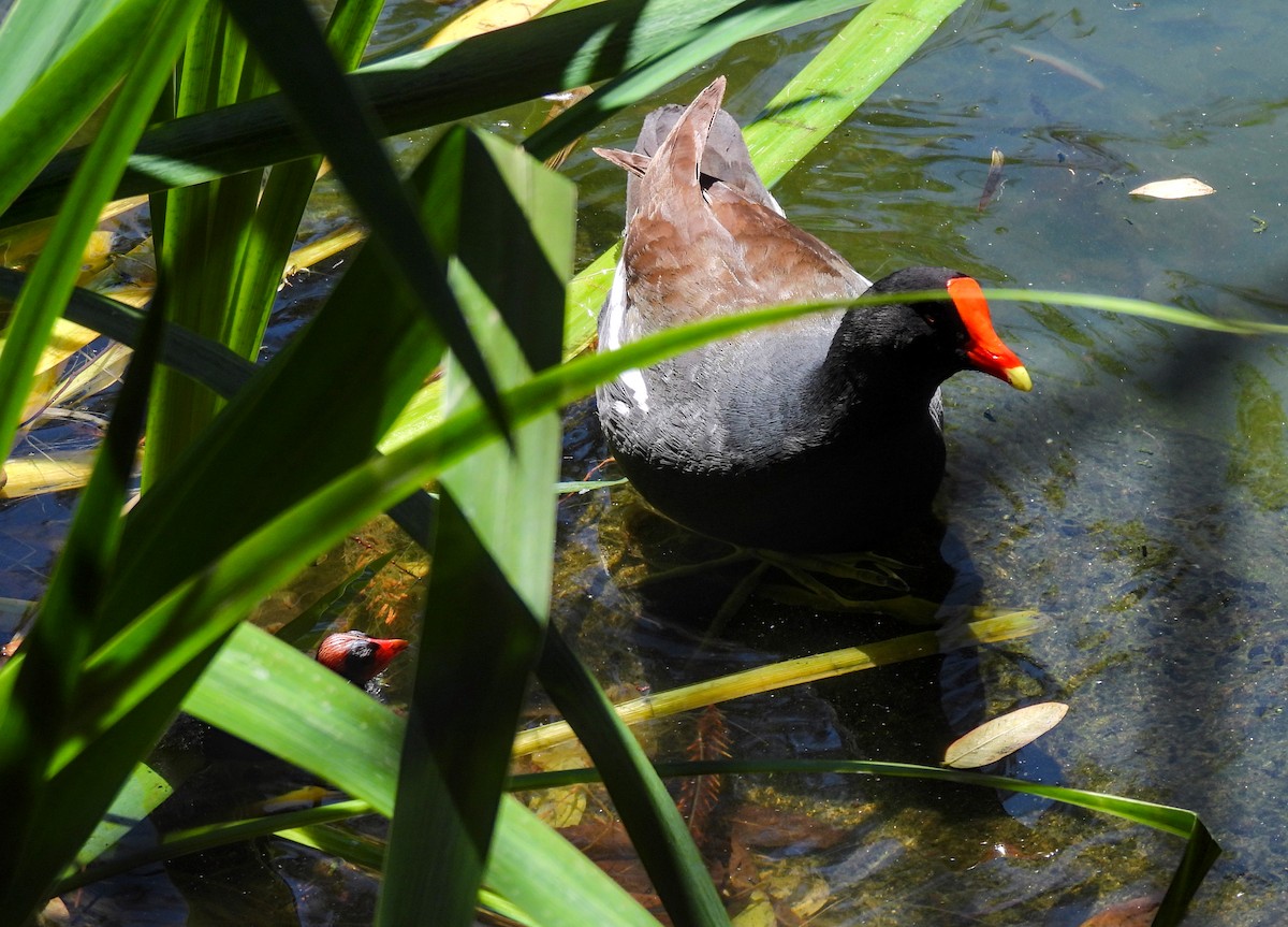 Common Gallinule - ML623618363