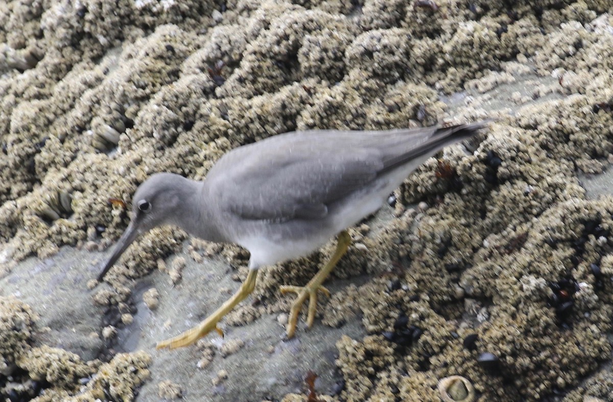 Wandering Tattler - Dan Waggoner