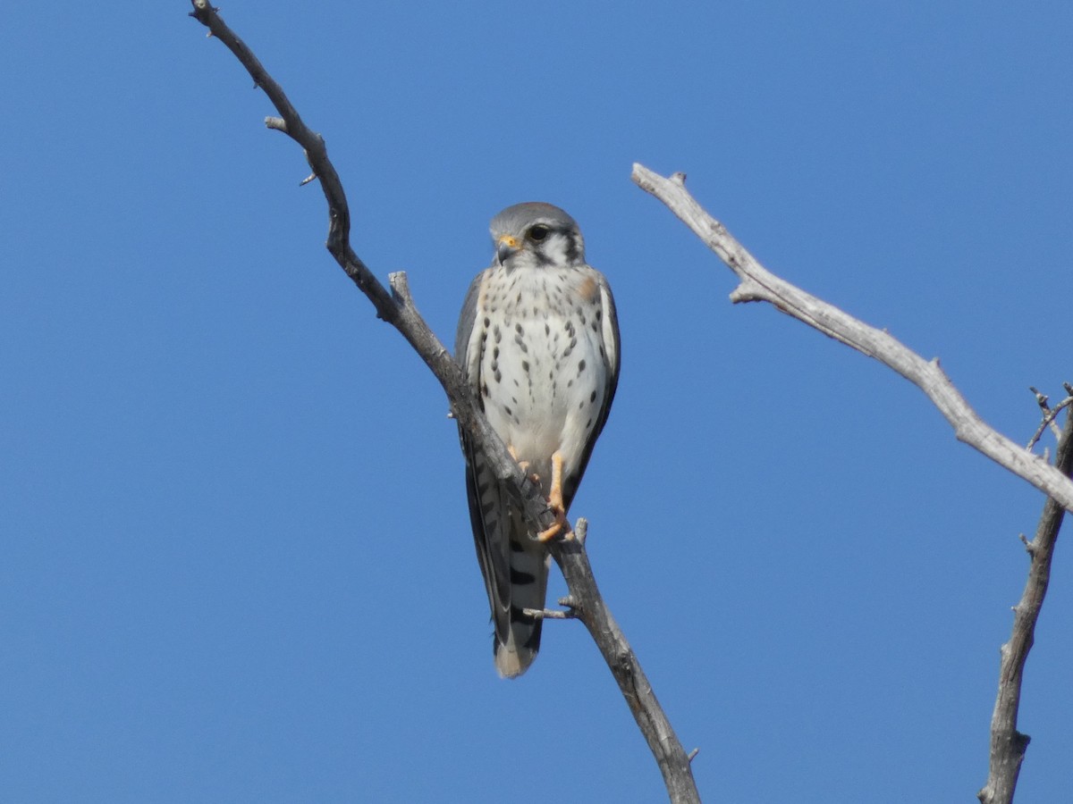 American Kestrel - Steven C and Emily B