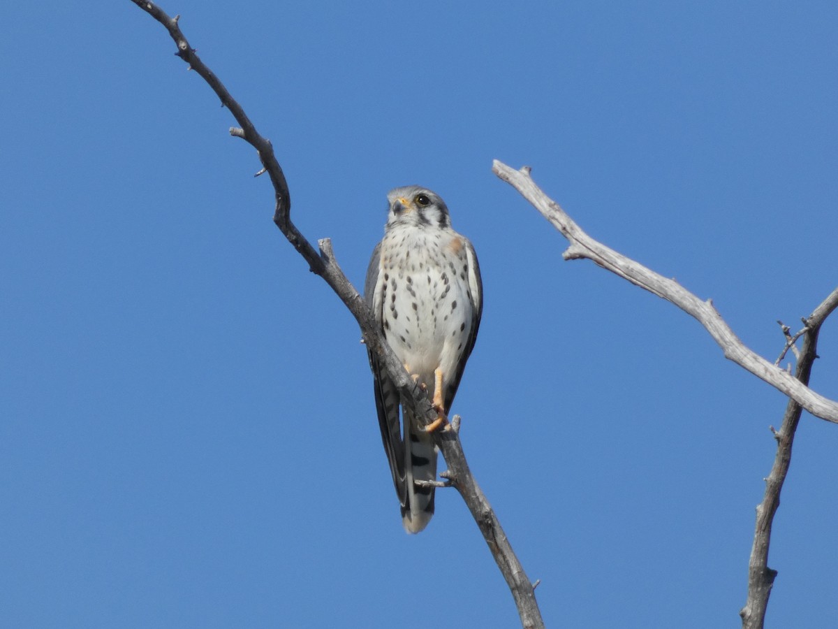 American Kestrel - Steven C and Emily B