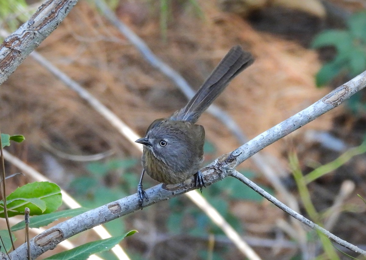 Wrentit - ML623618388