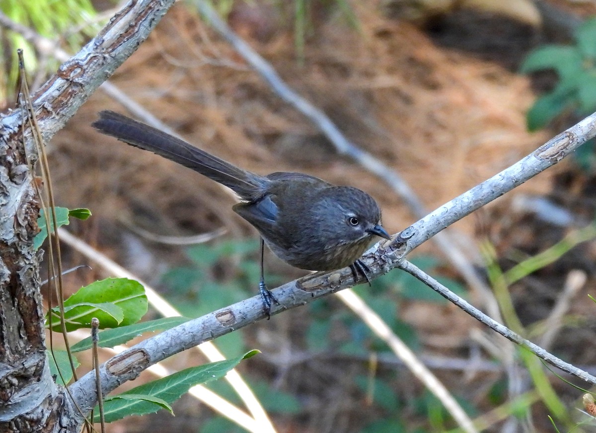 Wrentit - ML623618389