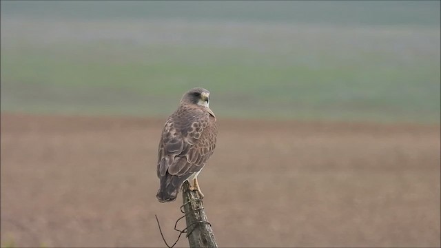 Swainson's Hawk - ML623618395