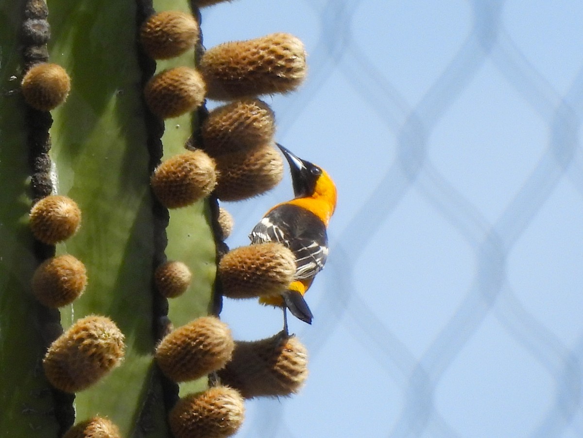 Hooded Oriole - James Earles