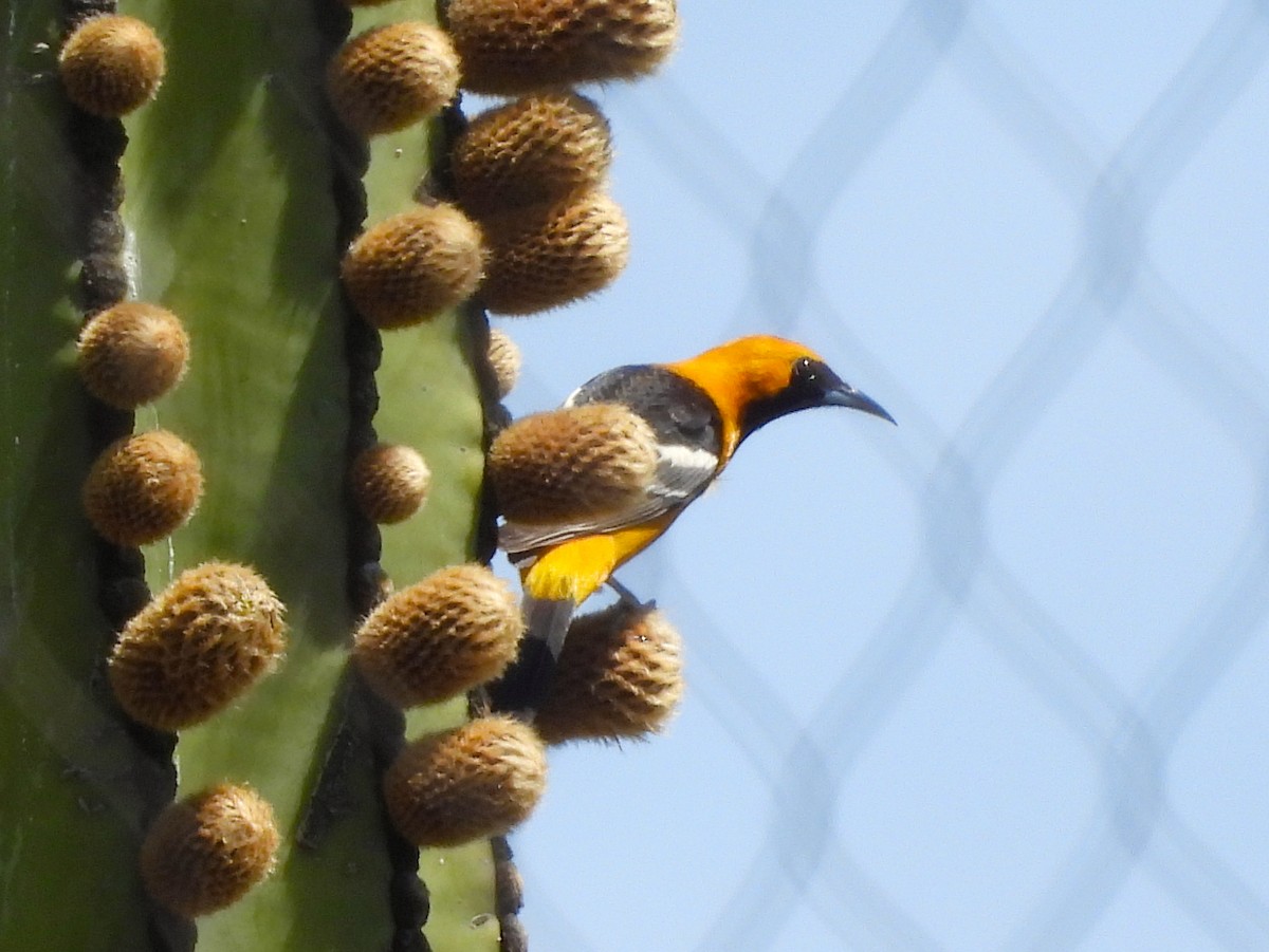 Hooded Oriole - James Earles