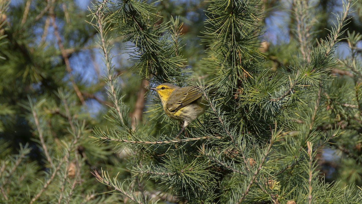 Cape May Warbler - ML623618422