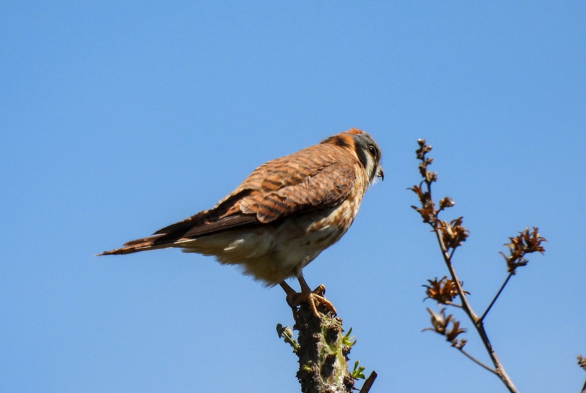 American Kestrel - James Earles