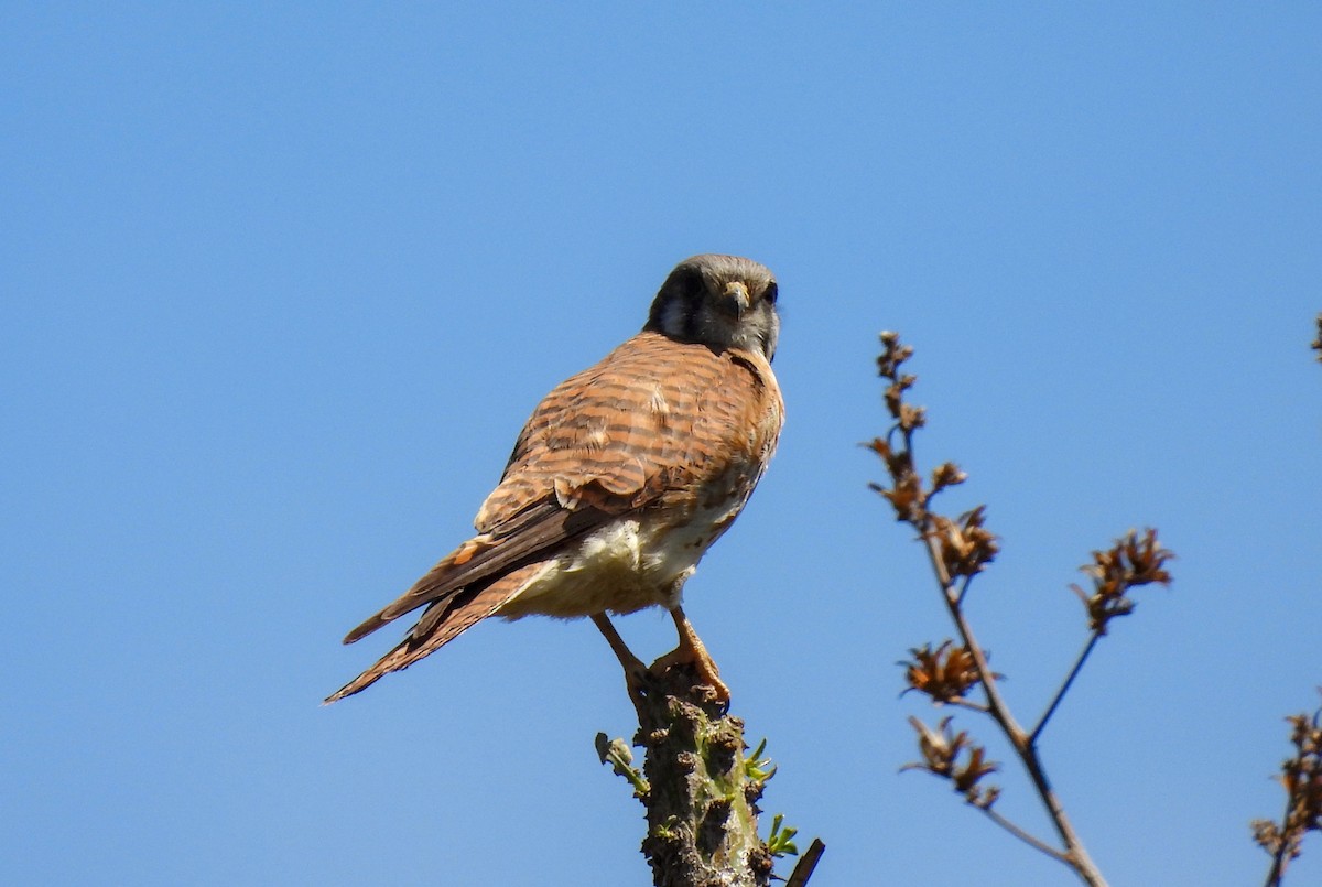 American Kestrel - ML623618425