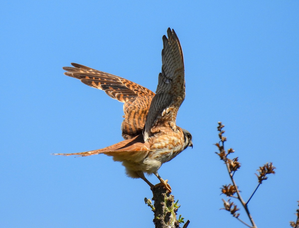 American Kestrel - ML623618426