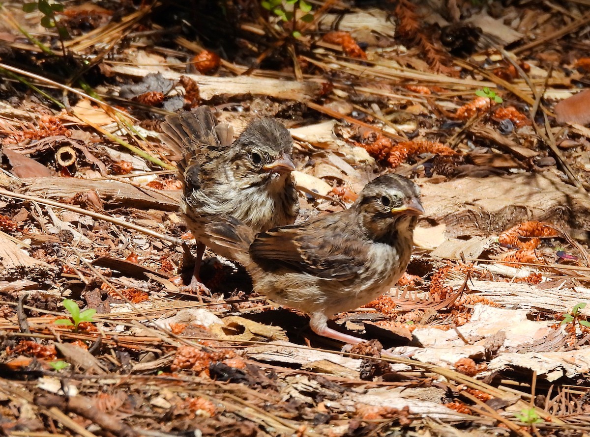 Song Sparrow - ML623618457